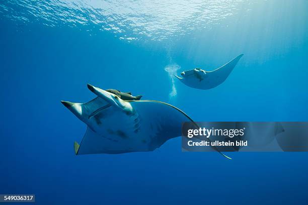 Giant Devil Ray Photos and Premium High Res Pictures - Getty Images