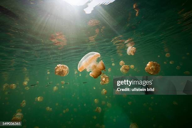 Endemic Mastigias Jellyfish, Mastigias papua etpisonii, Jellyfish Lake, Micronesia, Palau