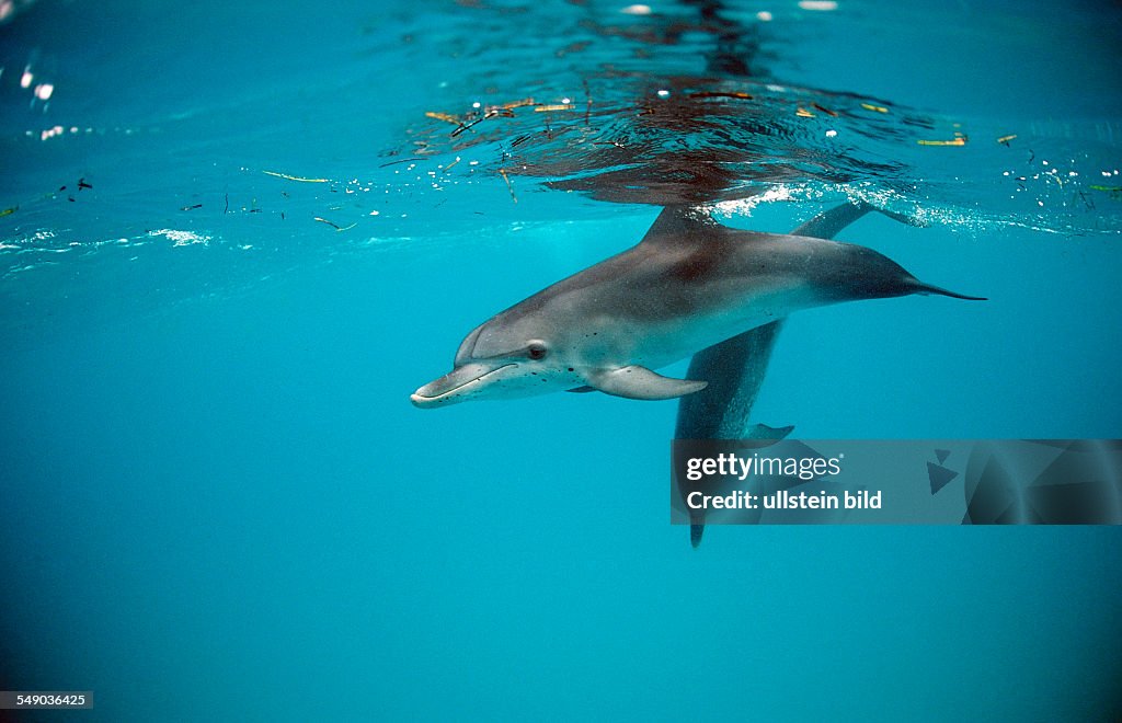 Atlantic spotted dolphin, Stenella frontalis, Bahamas, Atlantic Ocean