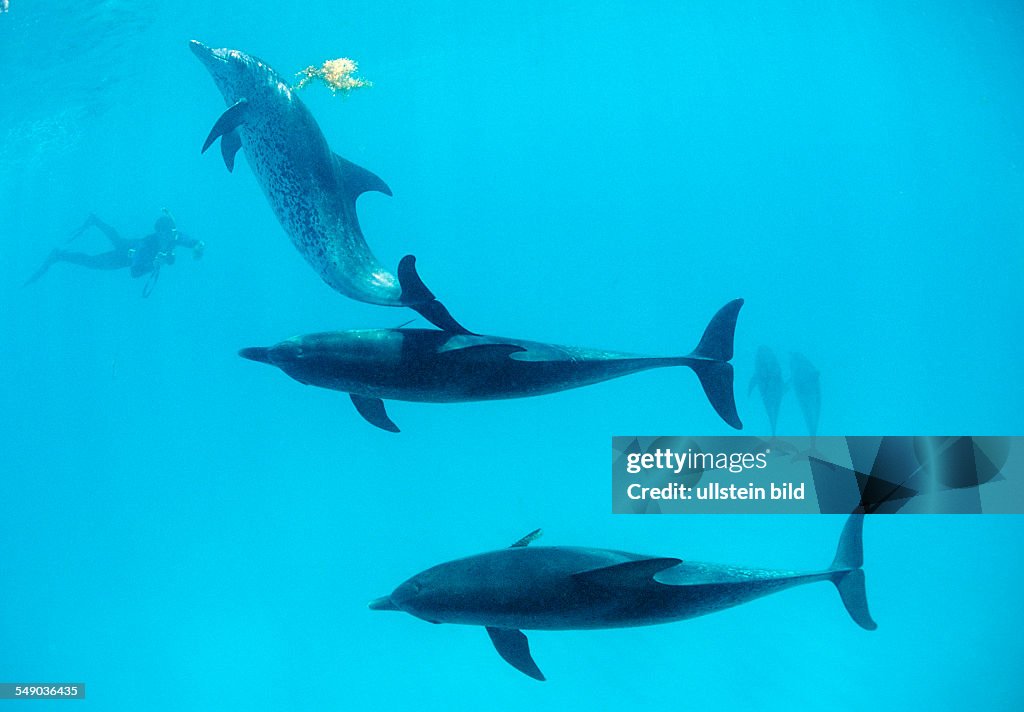 Atlantic spotted dolphin, Stenella frontalis, Bahamas, Atlantic Ocean