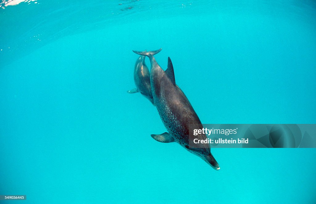 Atlantic spotted dolphin, Stenella frontalis, Bahamas, Atlantic Ocean