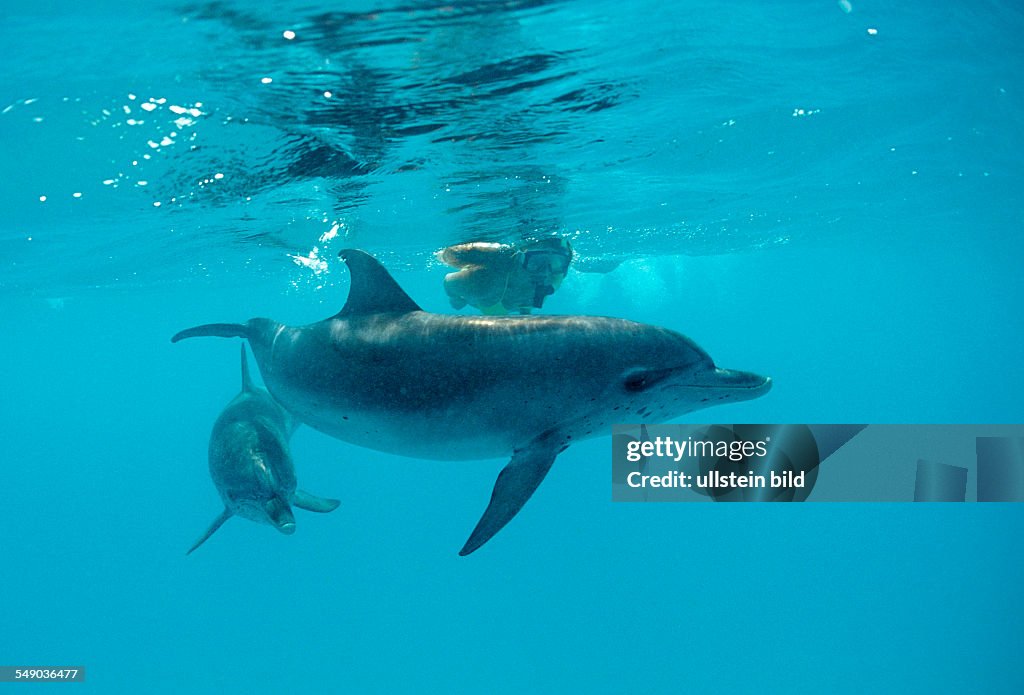 Atlantic spotted dolphin, Stenella frontalis, Bahamas, Atlantic Ocean