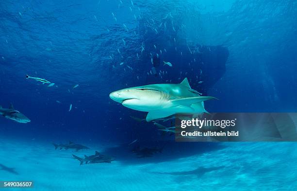 Lemon Shark, Negaprion brevirostris, Bahamas, Grand Bahama Island, Atlantic Ocean