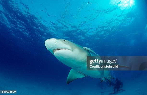 Lemon Shark, Negaprion brevirostris, Bahamas, Grand Bahama Island, Atlantic Ocean