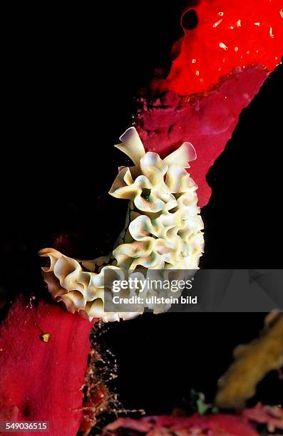 Lettuce sea slug, Tridachia crispata, Guadeloupe, French West Indies, Caribbean Sea