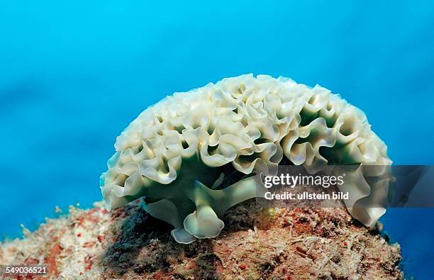 Lettuce sea slug, Tridachia crispata, Netherlands Antilles, Bonaire, Caribbean Sea