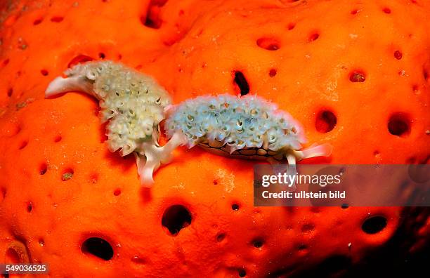 Two Lettuce sea slugs, Tridachia crispata, Netherlands Antilles, Bonaire, Caribbean Sea