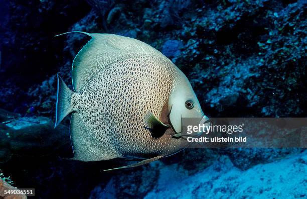 Gray angelfish, Pomacanthus arcuatus, Bahamas, Atlantic Ocean