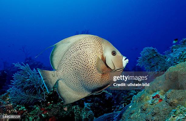 Gray angelfish, Pomacanthus arcuatus, Bahamas, Atlantic Ocean