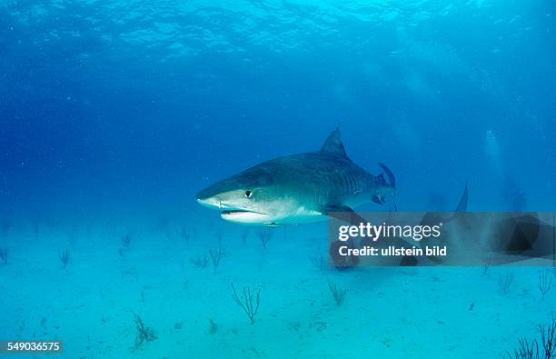 Tiger Shark, Galeocerdo cuvier, Bahamas, Grand Bahama Island, Atlantic Ocean