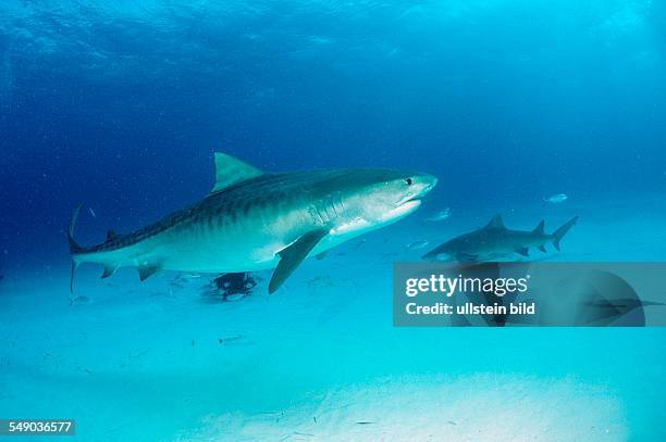 Tiger Shark, Galeocerdo cuvier, Bahamas, Grand Bahama Island, Atlantic Ocean