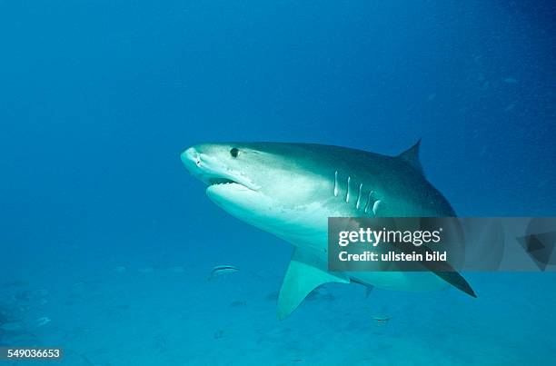 Tiger Shark, Galeocerdo cuvier, Bahamas, Grand Bahama Island, Atlantic Ocean