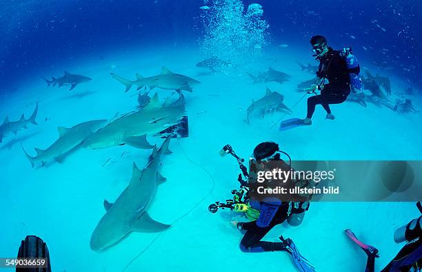 Lemon Sharks and Underwater Photographer, Negaprion brevirostris, Bahamas, Grand Bahama Island, Atlantic Ocean