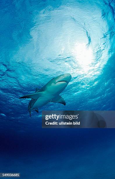 Lemon Shark, Negaprion brevirostris, Bahamas, Grand Bahama Island, Atlantic Ocean