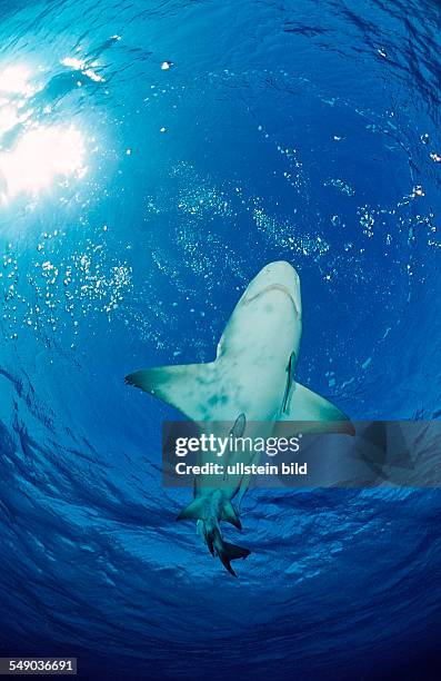 Lemon Shark, Negaprion brevirostris, Bahamas, Grand Bahama Island, Atlantic Ocean