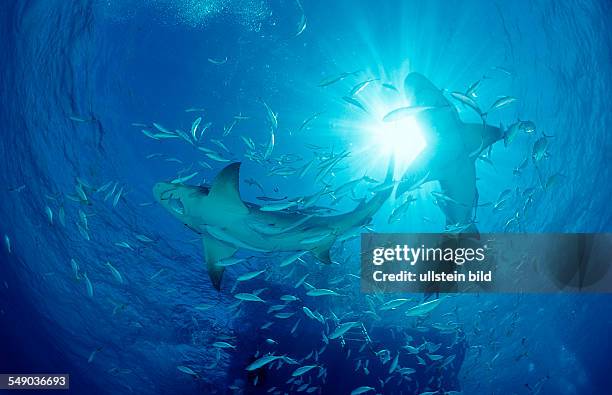 Lemon Shark, Negaprion brevirostris, Bahamas, Grand Bahama Island, Atlantic Ocean