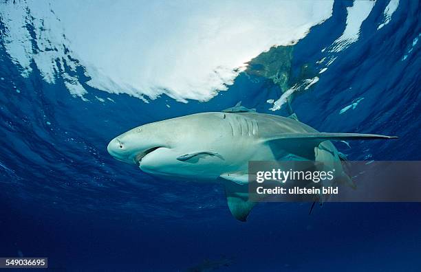 Lemon Shark, Negaprion brevirostris, Bahamas, Grand Bahama Island, Atlantic Ocean