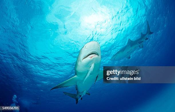 Lemon Shark, Negaprion brevirostris, Bahamas, Grand Bahama Island, Atlantic Ocean