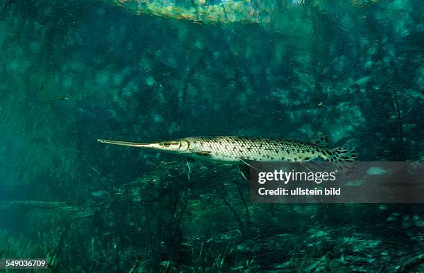 Longnosed gar, Lepisoteus osseus, USA, Florida, FL