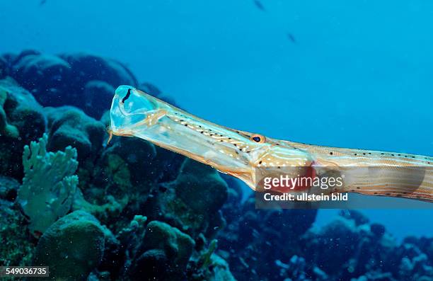 Trumpetfish, Aulostomus maculatus, Netherlands Antilles, Bonaire, Caribbean Sea