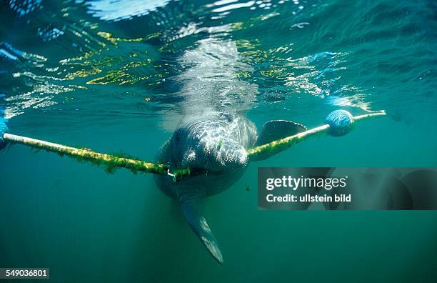 West Indian Manatee nibbles on rope, Trichechus manatus latirostris, USA, Florida, FL, Crystal River