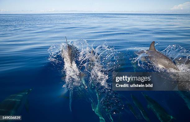 Atlantic Spotted Dolphins, Stenella frontalis, Azores, Atlantic Ocean, Portugal