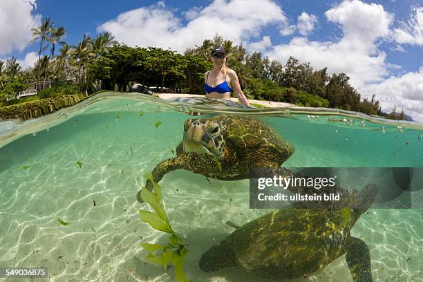 Green Turtles and Tourist, Chelonia mydas, Oahu, Pacific Ocean, Hawaii, USA