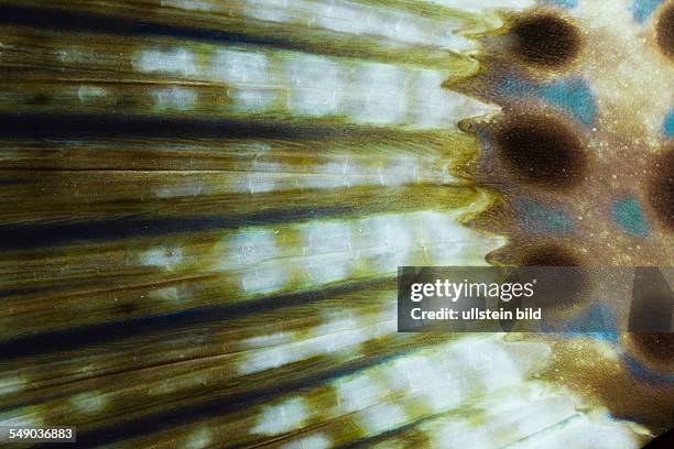 Tail of Scribbled Filefish, Aluterus scriptus, Marsa Alam, Red Sea, Egypt