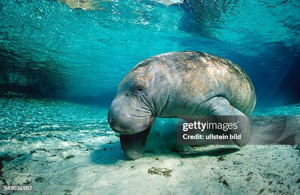 West Indian Manatee, Trichechus manatus latirostris, USA, Florida, FL, Crystal River