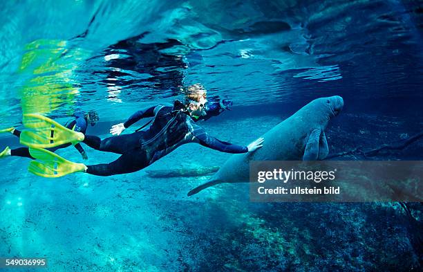 West Indian Manatee and scin diver, Trichechus manatus latirostris, USA, Florida, FL, Crystal River