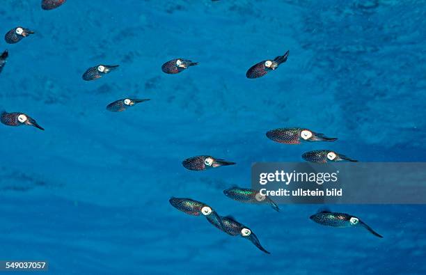 Caribbean reef squid, Sepioteuthis sepiodea, Netherlands Antilles, Bonaire, Caribbean Sea