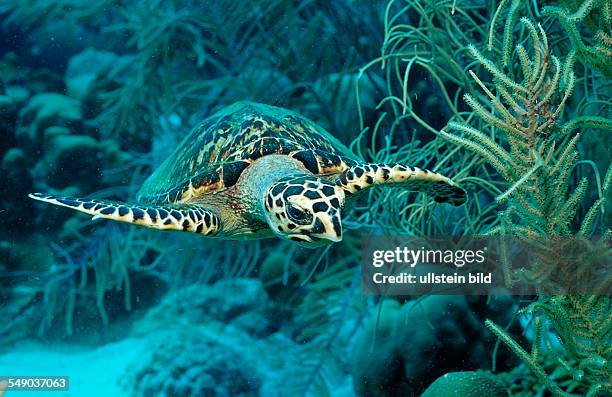 Hawksbill sea turtle, Eretmochelys imbricata, Martinique, French West Indies, Caribbean Sea