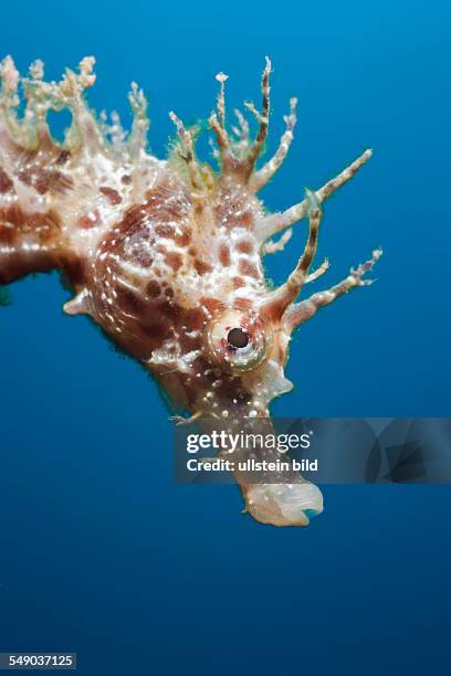 Portrait of Longsnouted Seahorse, Hippocampus ramulosus, Tamariu, Costa Brava, Mediterranean Sea, Spain