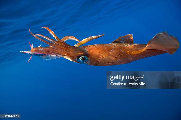 Veined Kalmar on Fish Hook, Loligo forbesi, Azores, Atlantic Ocean, Portugal