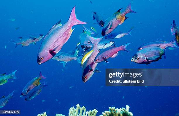 Creole Wrasse, Clepticus parrai, Guadeloupe, French West Indies, Caribbean Sea
