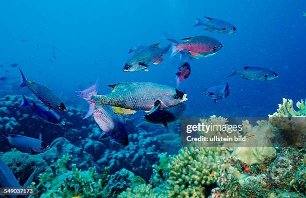 Creole Wrasse, Clepticus parrai, Netherlands Antilles, Bonaire, Caribbean Sea