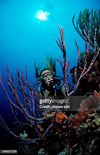 Scuba diver and coral reef, Netherlands Antilles, Bonaire, Caribbean Sea