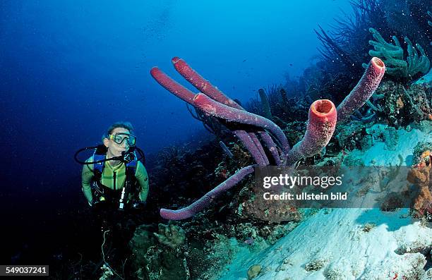 Scuba diver and Lavender Stovepipe sponge, Aplysina archeri, Netherlands Antilles, Bonaire, Caribbean Sea