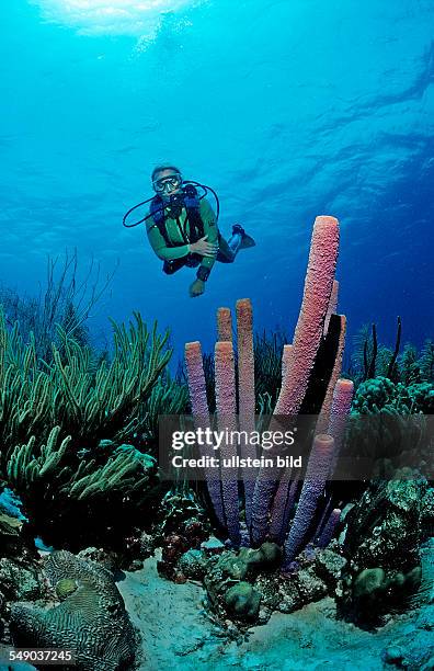 Scuba diver and Lavender Stovepipe sponge, Aplysina archeri, Netherlands Antilles, Bonaire, Caribbean Sea