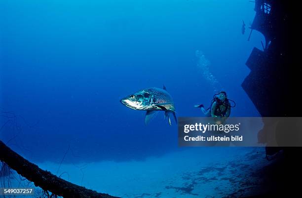 Scuba diver and Tarpon on the Hilma Hooker Ship Wreck, Megalops atlanticus, Netherlands Antilles, Bonaire, Caribbean Sea