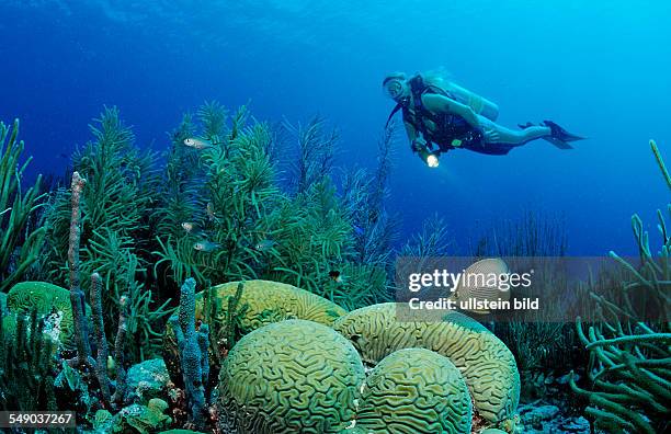 Scuba diver and Foureye Butterflyfish, Chaetodon capistratus, Netherlands Antilles, Bonaire, Caribbean Sea