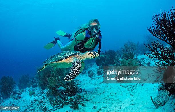 Scuba diver and Hawksbill sea turtle, Eretmochelys imbricata, Netherlands Antilles, Bonaire, Caribbean Sea