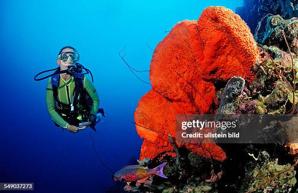 Scuba diver and Orange Elephant Ear Sponge, Agelas clathrodes, Martinique, French West Indies, Caribbean Sea