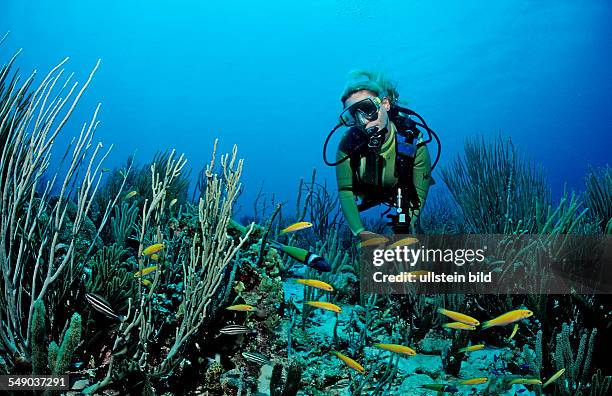 Scuba diver and Bluehead Wrasses, Thalassoma bifasciatum, Netherlands Antilles, Bonaire, Caribbean Sea