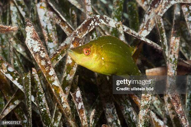 Long-snouted Wrasse in Seaweed, Symphodus rostratus, Tamariu, Costa Brava, Mediterranean Sea, Spain