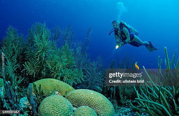 Scuba diver and coral reef, Netherlands Antilles, Bonaire, Caribbean Sea