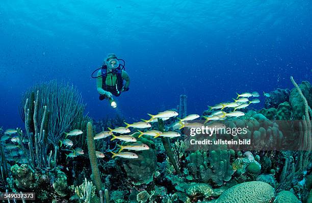 Scuba diver and Yellow Goatfishes, Mulloidichthys martinicus, Netherlands Antilles, Bonaire, Caribbean Sea