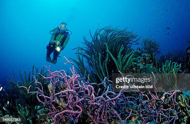 Scuba diver and coral reef, Netherlands Antilles, Bonaire, Caribbean Sea