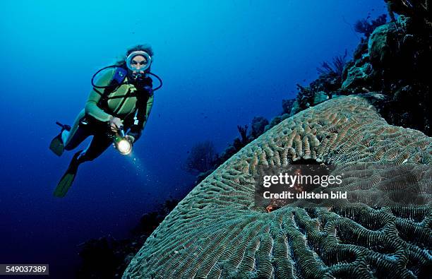 Scuba diver and coral reef, Saint Lucia, French West Indies, Caribbean Sea