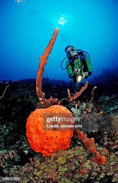 Scuba diver and Orange Elephant Ear Sponge, Agelas clathrodes, Dominica, French West Indies, Caribbean Sea